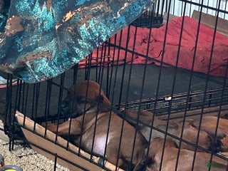 Rhodesian Ridgeback dogs Rhodesian Ridgeback Puppy 5 - Ad 21