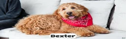 Goldendoodle dogs for sale: Dexter - Ad 5