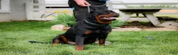 Rottweiler dogs for sale: Rottweiler 2 - Ad 7