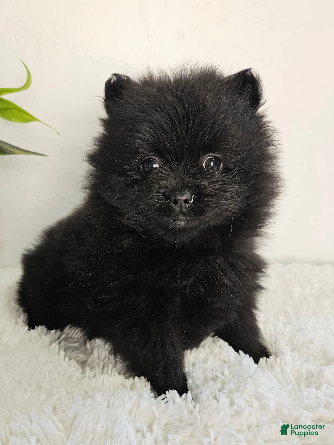 Pomeranian dogs for sale: Sadie - Ad 5