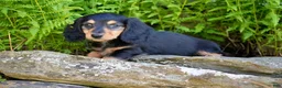 Miniature Dachshund dogs for sale: Lindy - Ad 3
