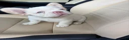 French Bulldog dogs for sale: French Bulldog 7 - Ad 10