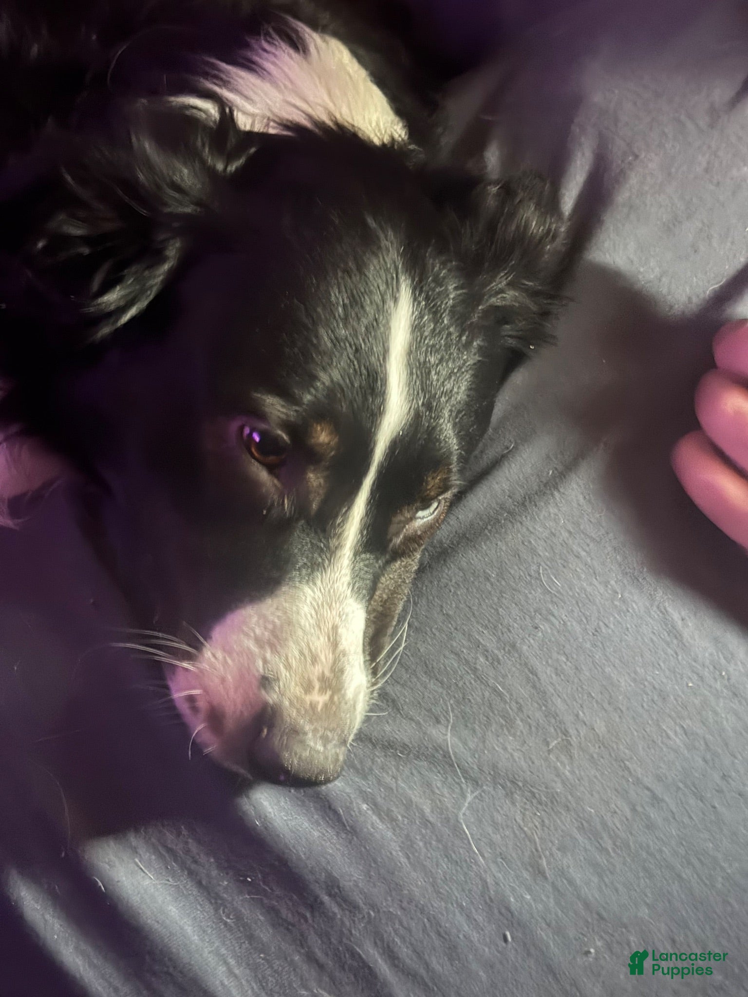 Australian Shepherd dogs for stud: Studs - Ad 2