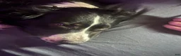 Australian Shepherd dogs for stud: Studs - Ad 1