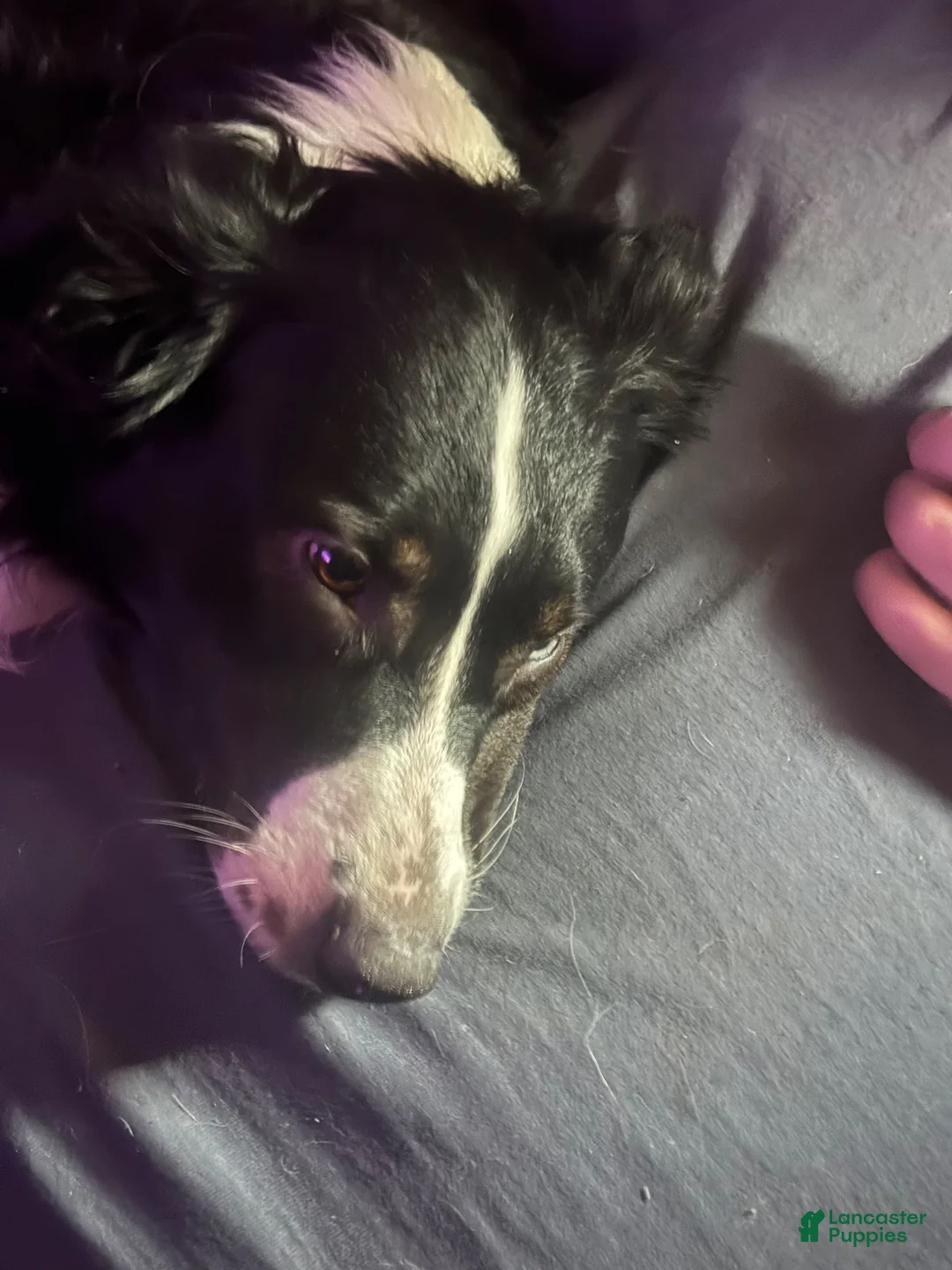 Australian Shepherd dogs for stud: Studs - Ad 1