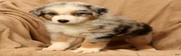 Miniature Australian Shepherd dogs for sale: Jimmy - Ad 9