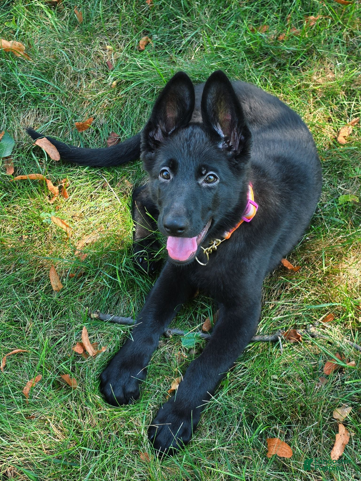 German Shepherd dogs Opal  - Ad 30