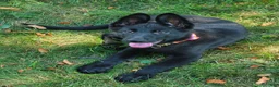 German Shepherd dogs for sale: Opal  - Ad 1