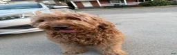 Goldendoodle dogs for sale:  Bobby - Ad 11