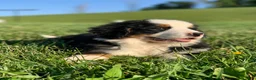 Bernese Mountain Dog dogs for sale: Alaska  - Ad 11