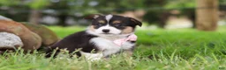 Welsh Corgi Pembroke dogs for sale: Bee - Ad 4