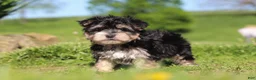 Morkie dogs for sale: River - Ad 8