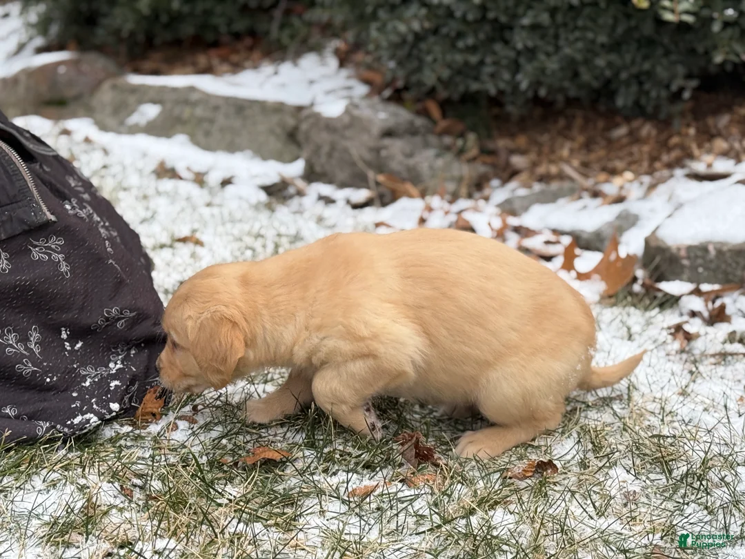 Golden Retriever dogs for sale: Susie - Ad 3