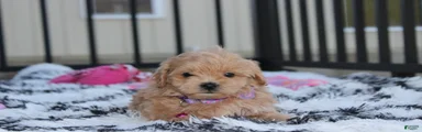 Kira