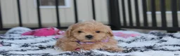 Maltipoo dogs for sale: Kira - Ad 1