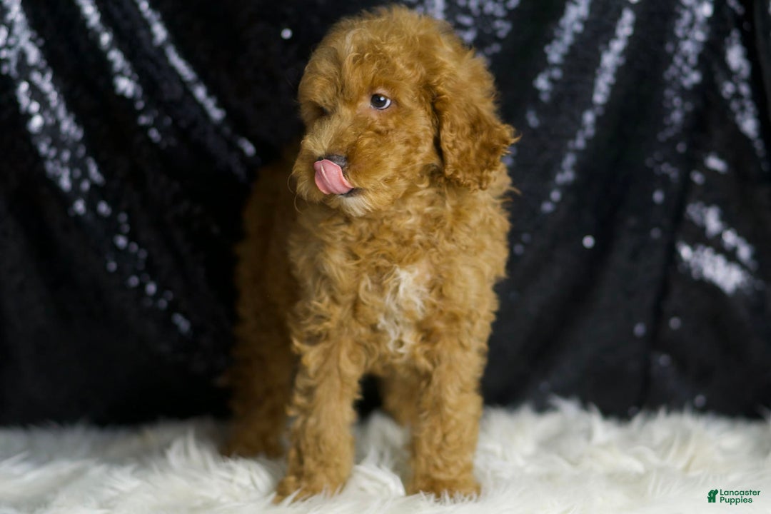 Mini Goldendoodle dogs for sale: Chappy - Ad 4