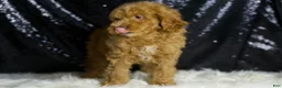 Mini Goldendoodle dogs for sale: Chappy - Ad 5