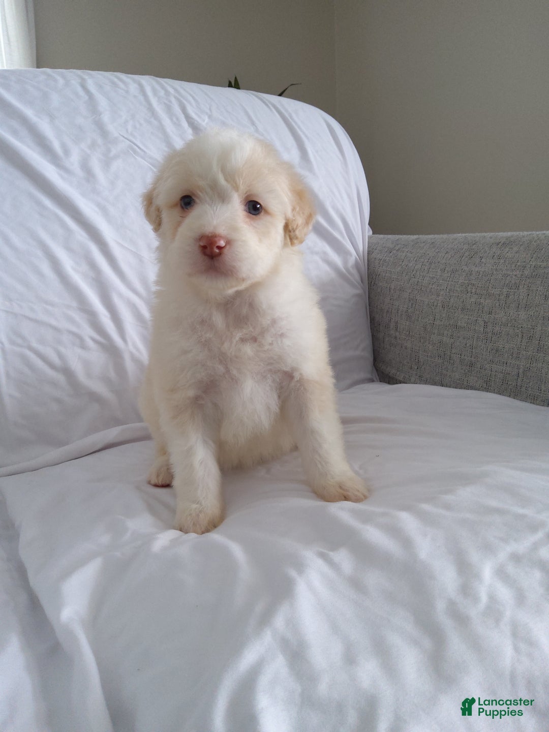 Aussiedoodle dogs for sale: Diego - Ad 2