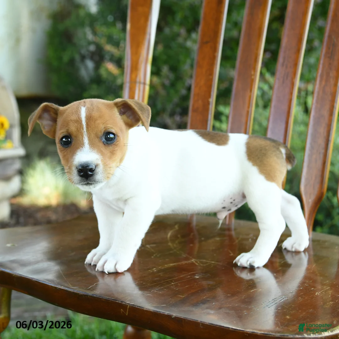 Mixed Breed dogs for sale: Justin - Ad 2
