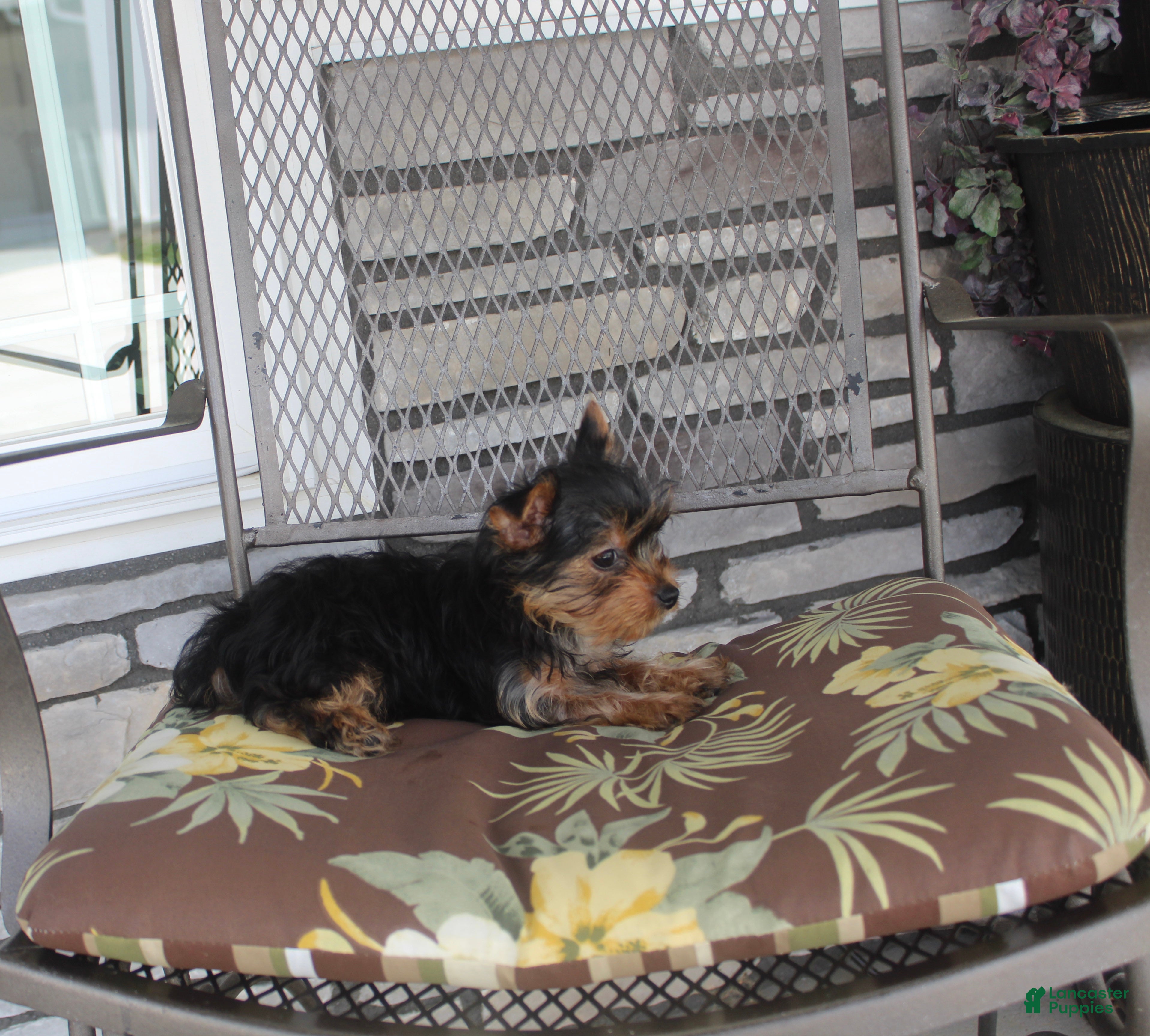 Yorkshire Terrier dogs Petunia - Ad 1