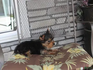 Yorkshire Terrier dogs for sale: Petunia - Ad 2