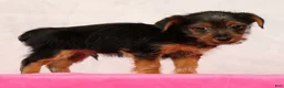 Yorkshire Terrier dogs for sale: Nolan - Ad 8