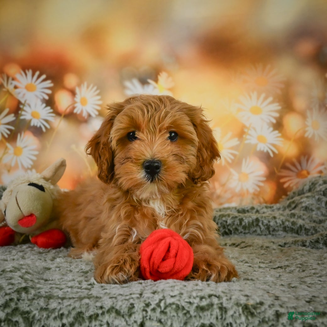 Cavapoo dogs Coco - Ad 2
