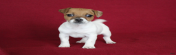 Jack Russell Terrier dogs for sale: Jack Russell Terrier Puppy 1 - Ad 2