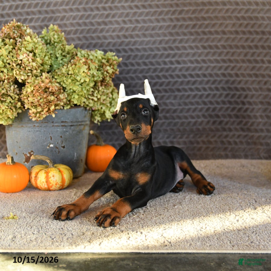 Doberman Pinscher dogs Nex - Ad 2