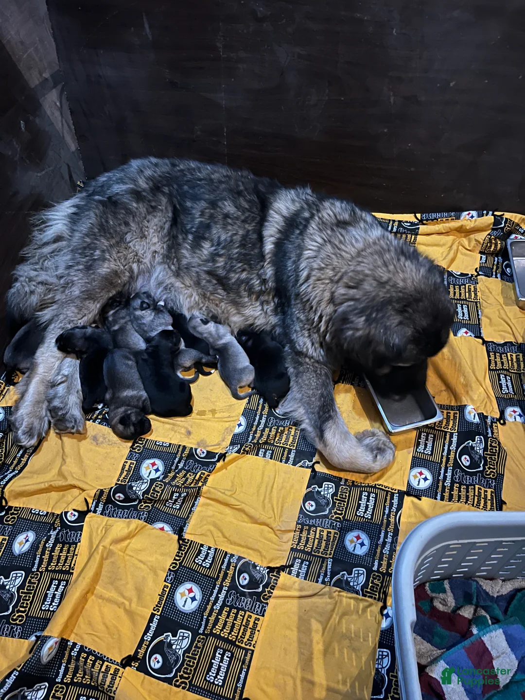 Mixed Breed dogs for sale: Boy- Purple - Ad 4