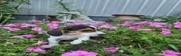 Beagle dogs for sale: Bonnie - Ad 4