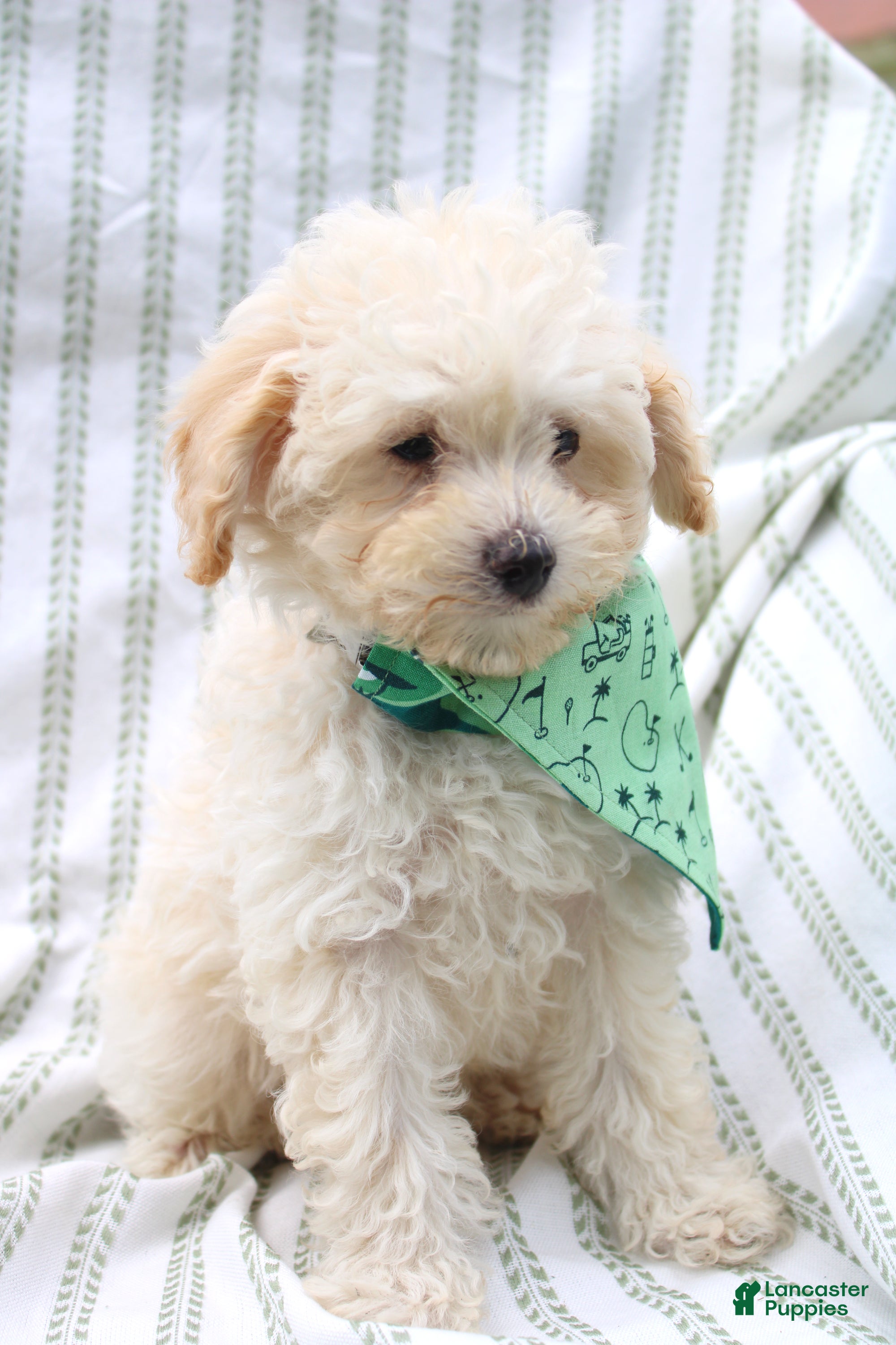 Yorkiepoo dogs Rusty  - Ad 2