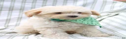 Yorkiepoo dogs for sale: Rusty  - Ad 2