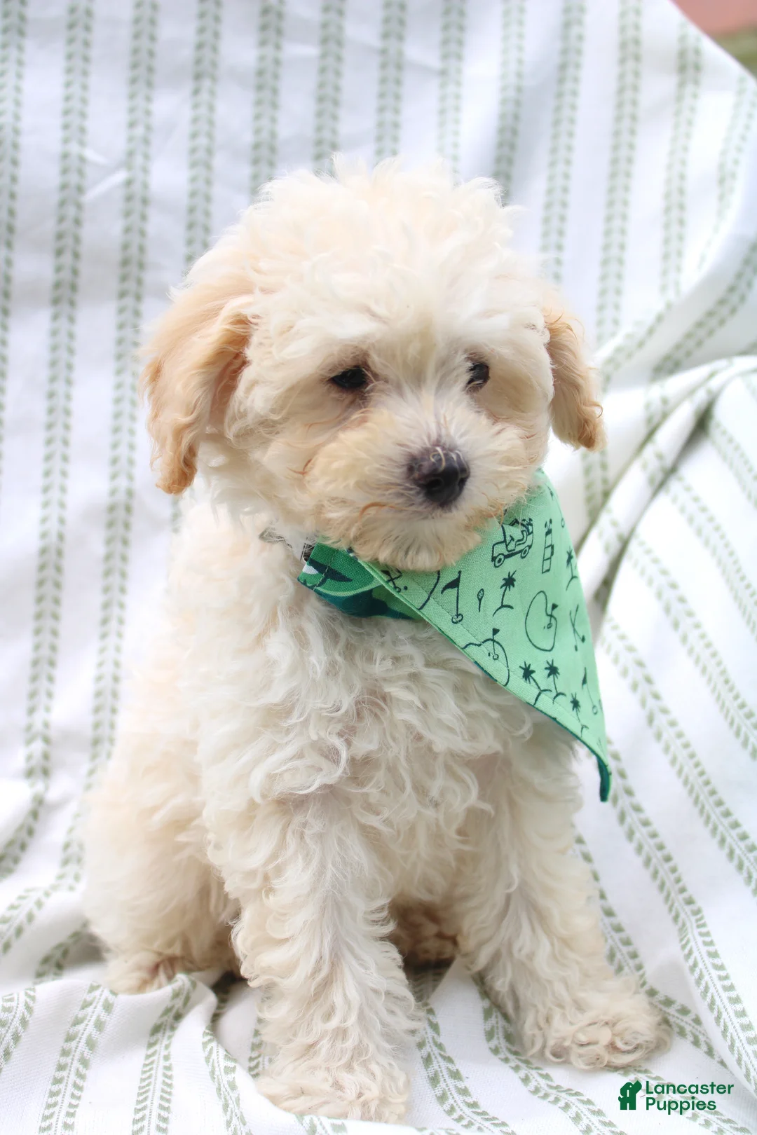 Yorkiepoo dogs for sale: Rusty  - Ad 2