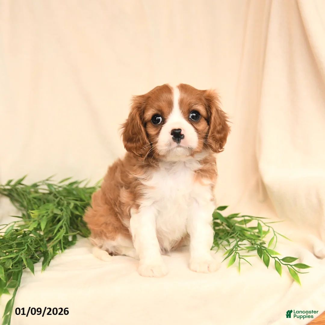 Cavalier King Charles Spaniel dogs for sale: Eliot - Ad 2
