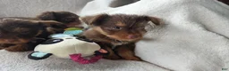 Yorkshire Terrier dogs for sale: Garret  - Ad 1