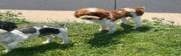 Cavapoo dogs for sale: Athena - Ad 3