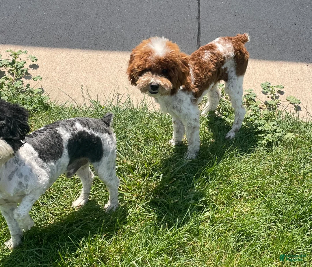 Cavapoo dogs for sale: Athena - Ad 3