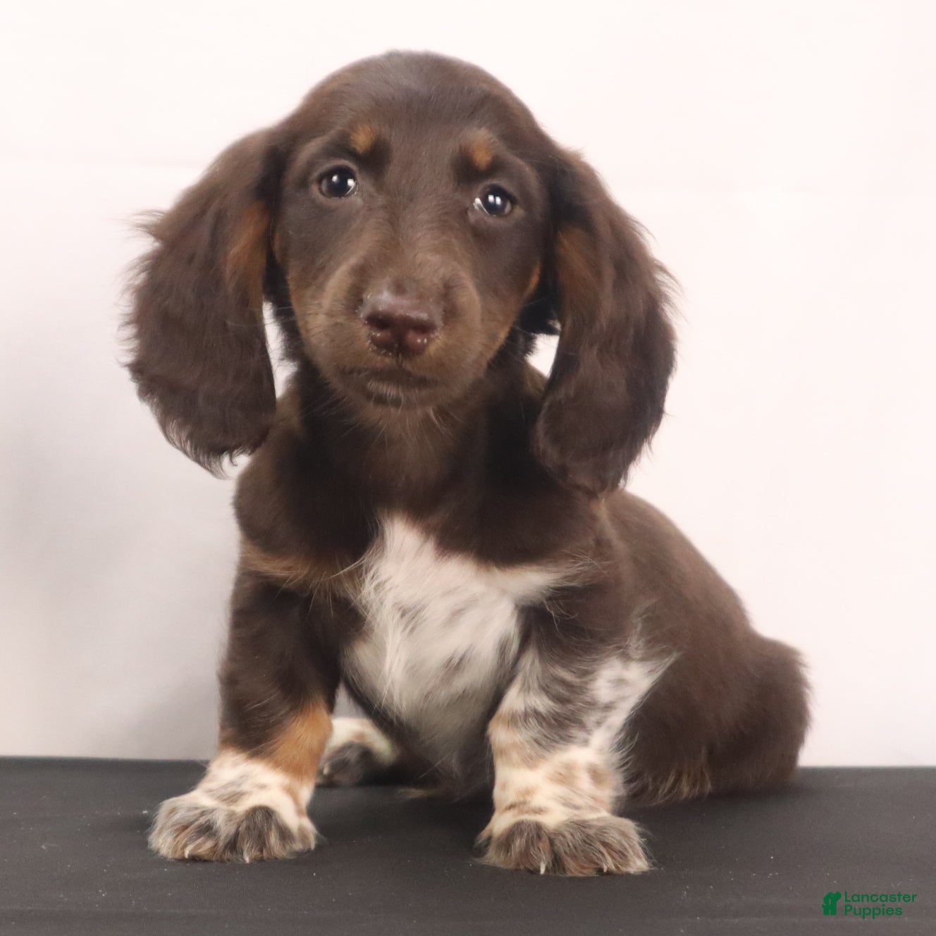 Dachshund dogs duke - Ad 1
