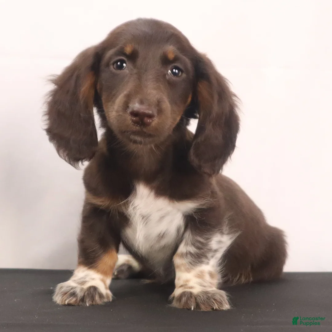 Dachshund dogs for sale: duke - Ad 1