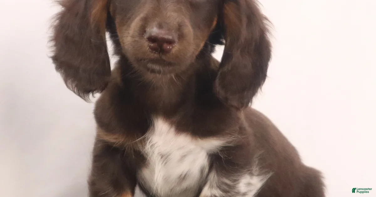 Dachshund Puppies For Sale Lancaster Puppies dachshund-puppies-for-sale-lancaster-puppies