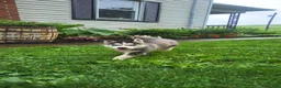 Siberian Husky dogs for sale: Jordan - Ad 4