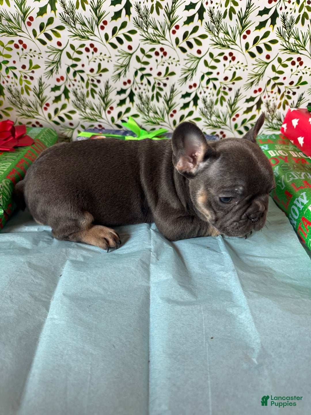 French Bulldog dogs for sale: RILEY - Ad 4