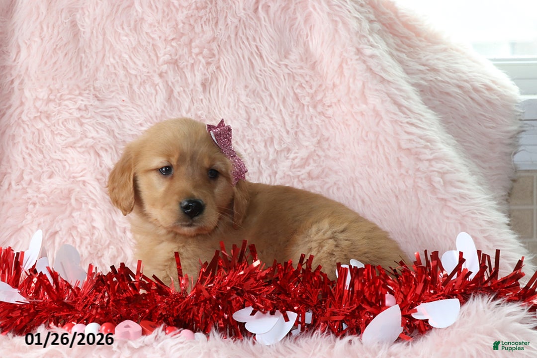Golden Retriever dogs for sale: Lexus - Ad 5