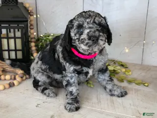 Miniature Labradoodle dogs Molly - Ad 21