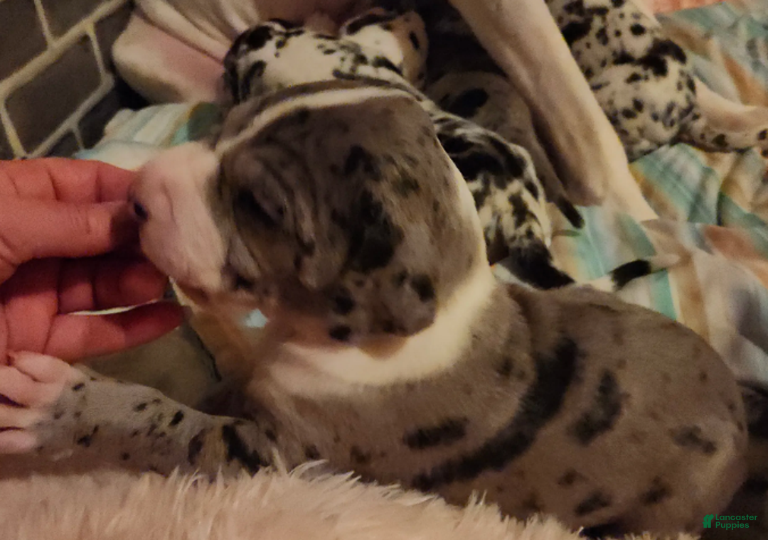 Great Dane dogs for sale: TOP EURO Merle mantle F - Ad 4