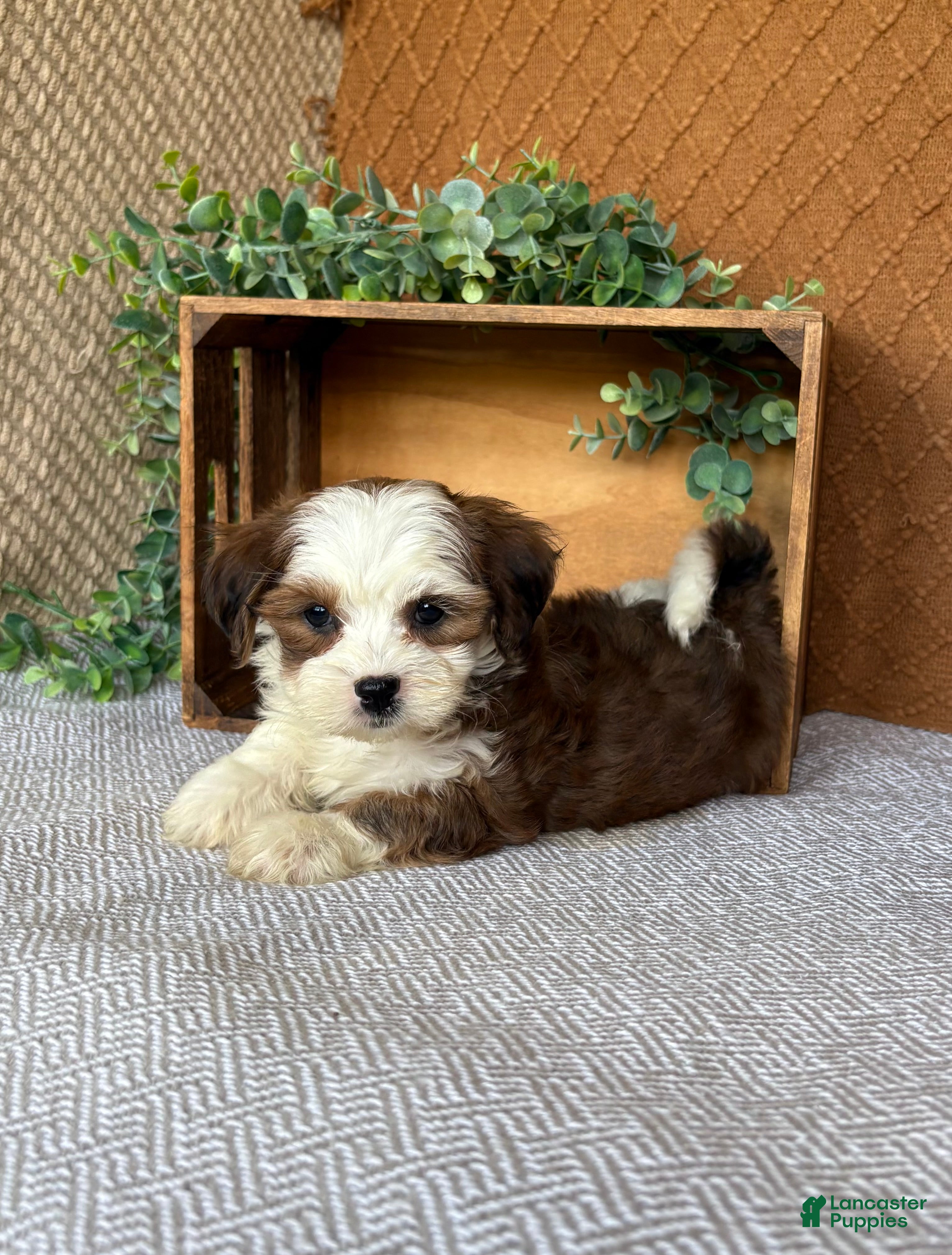 Havanese dogs Ashley  - Ad 2