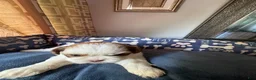 Shih Tzu dogs for sale: Shih Tzu 3 Hazel - Ad 6