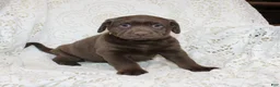 Labrador Retriever dogs for sale: Riley - Ad 1