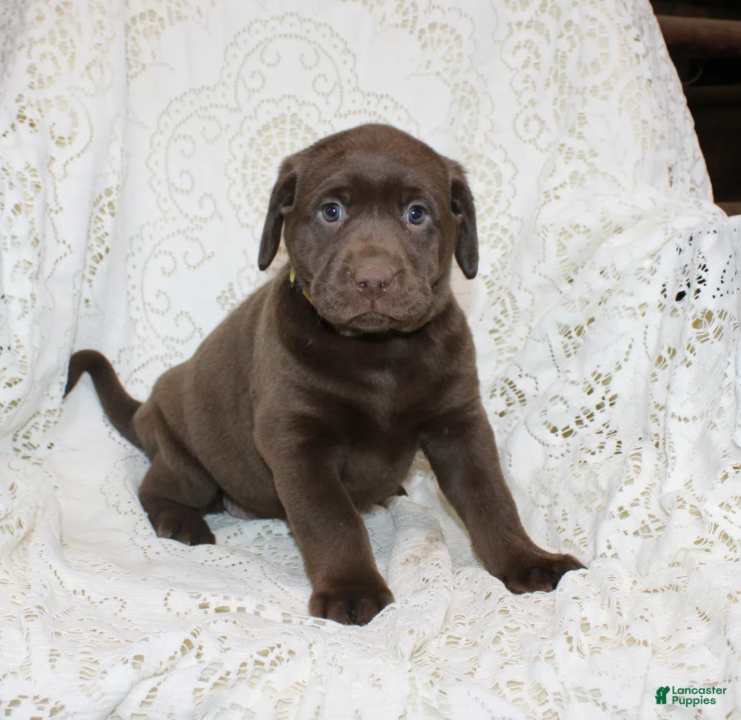 Labrador Retriever dogs for sale: Riley - Ad 1